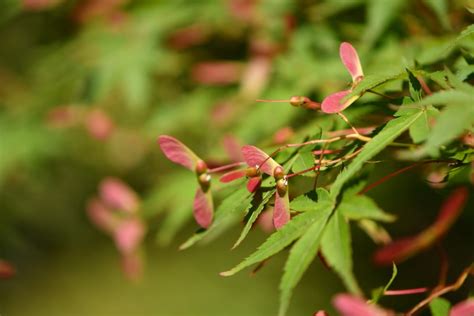 庭院樹種|庭木の種類・分類とは？目隠し用など目的別おすすめ。